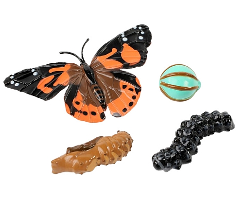 Schmetterlingszucht-Set „Klassenprojekt“ und interaktive Übungen